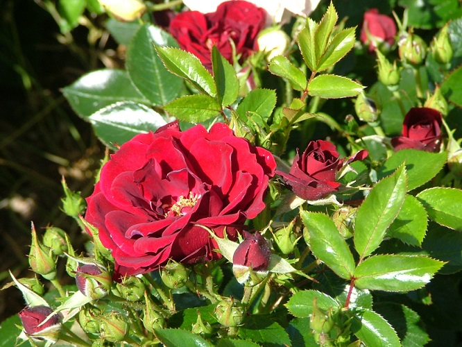 Lucky Stars Roses UK